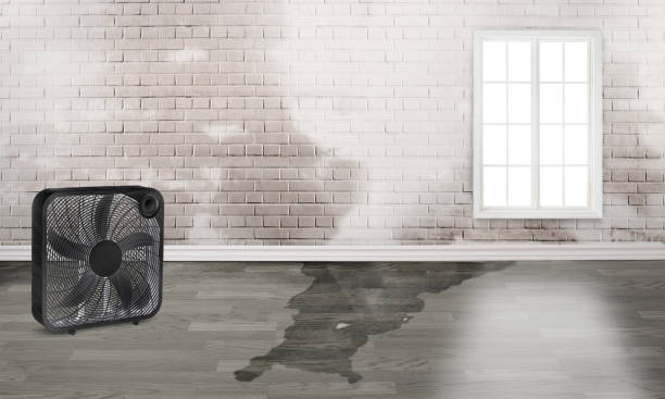 Best Basement water damage restoration  in Springboro, OH